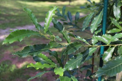 Quercus acutissima - dub špičatolistý - listy (2)